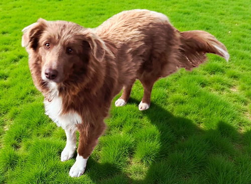 picture of the dog needing adoption