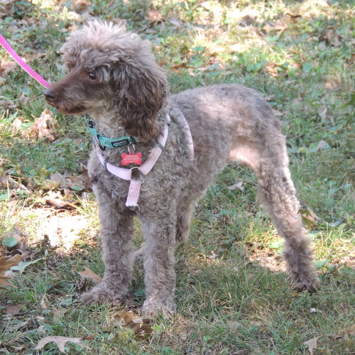 picture of the dog needing adoption