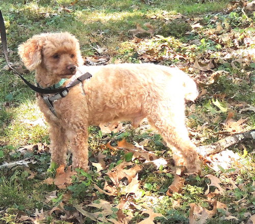 picture of the dog needing adoption