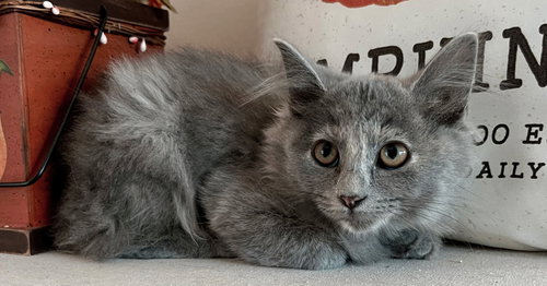 picture of the cat needing adoption