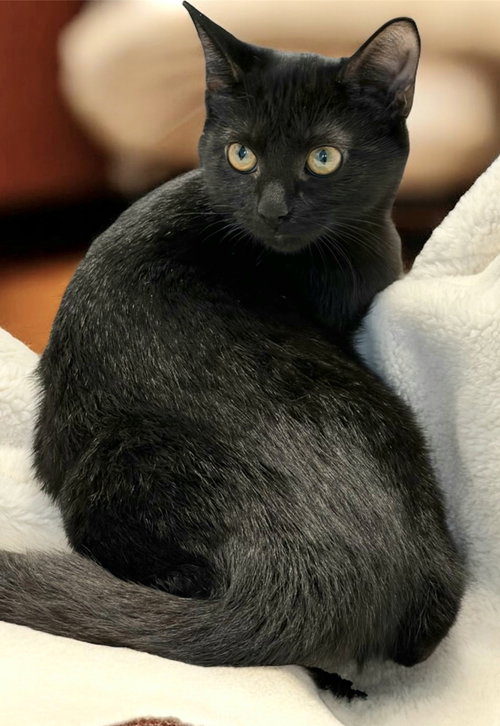 KITTEN COAL - Domestic Medium Hair available for adoption