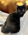 KITTEN COAL - Photo 2