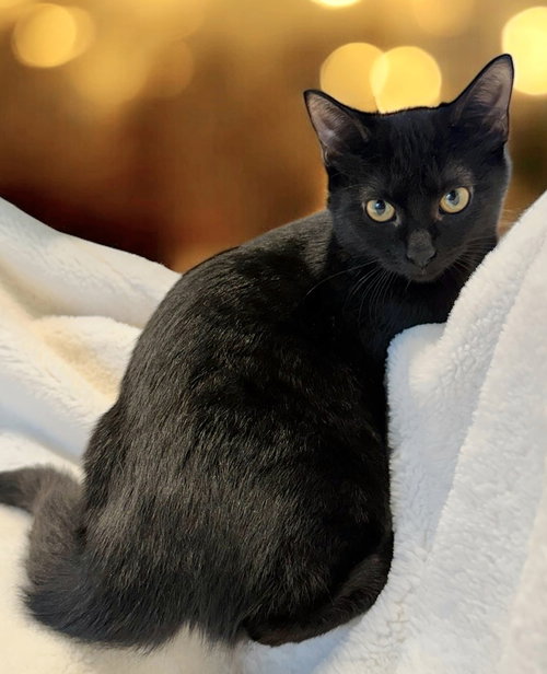 KITTEN COAL - Domestic Medium Hair available for adoption