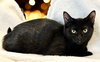 KITTEN COAL - Photo 3