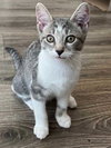 KITTEN SPARKY - Photo 1