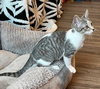 KITTEN SPARKY - Photo 3
