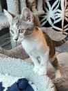 KITTEN SPARKY - Photo 4