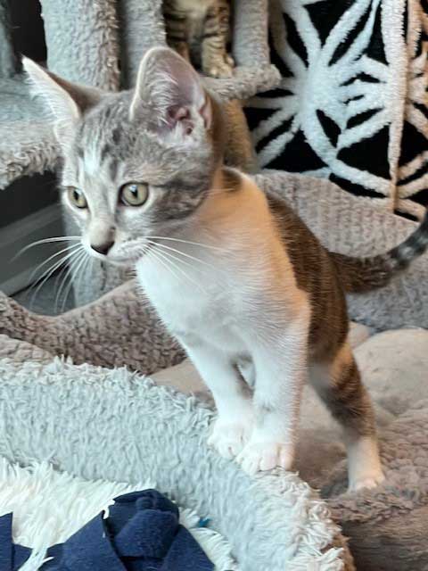 KITTEN SPARKY