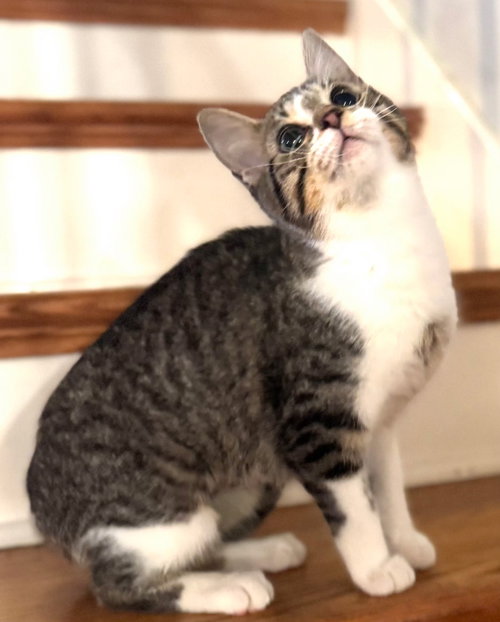 picture of the cat needing adoption