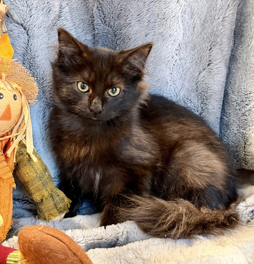 picture of the cat needing adoption