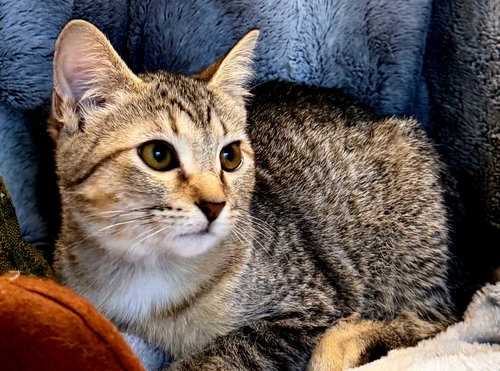 picture of the cat needing adoption