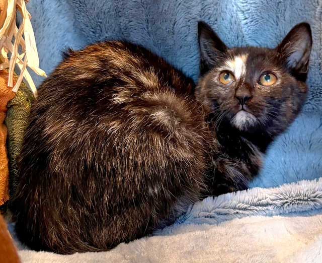 KITTEN FABLE Image