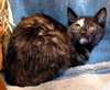 KITTEN FABLE - Photo 1
