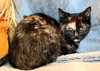KITTEN FABLE - Photo 2