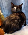 KITTEN FABLE - Photo 3