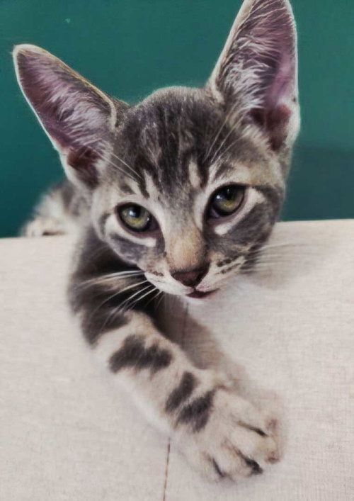 picture of the cat needing adoption