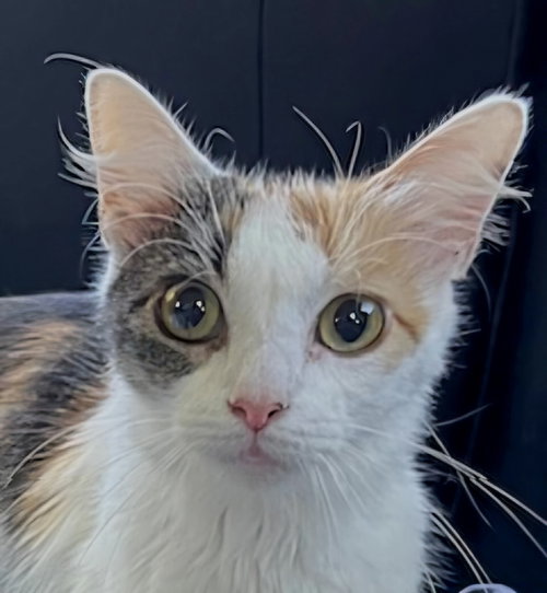 picture of the cat needing adoption