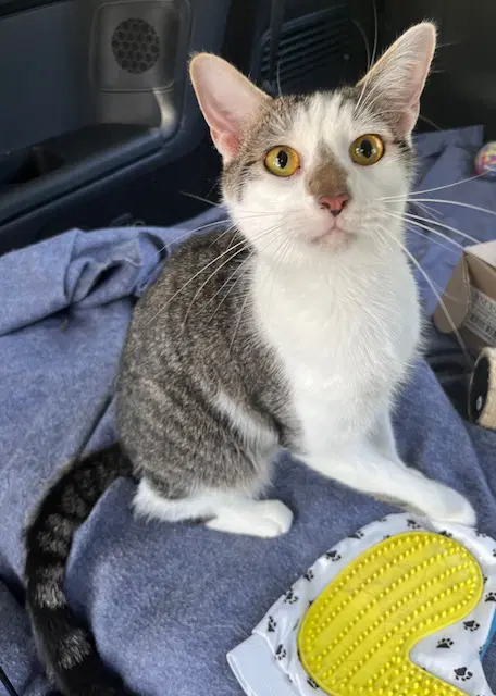 Kitten Chester - Tabby