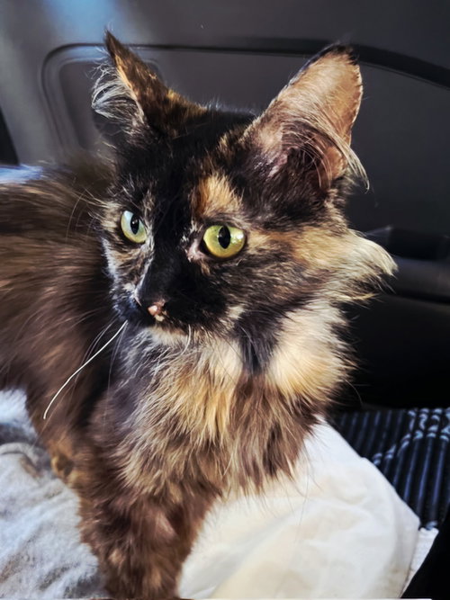 picture of the cat needing adoption