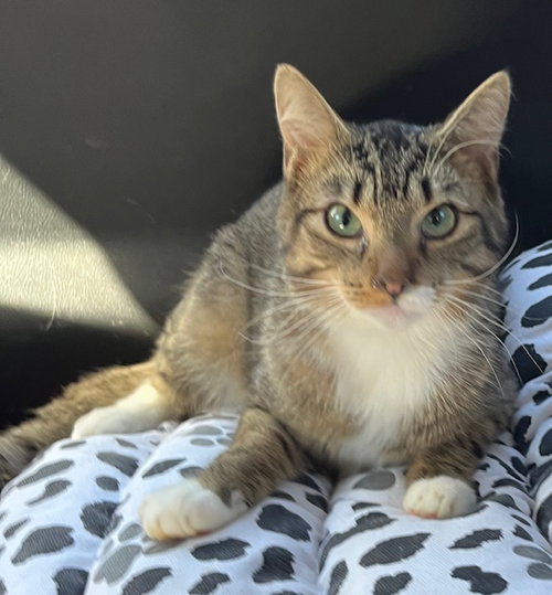 JACKSON - Tabby available for adoption
