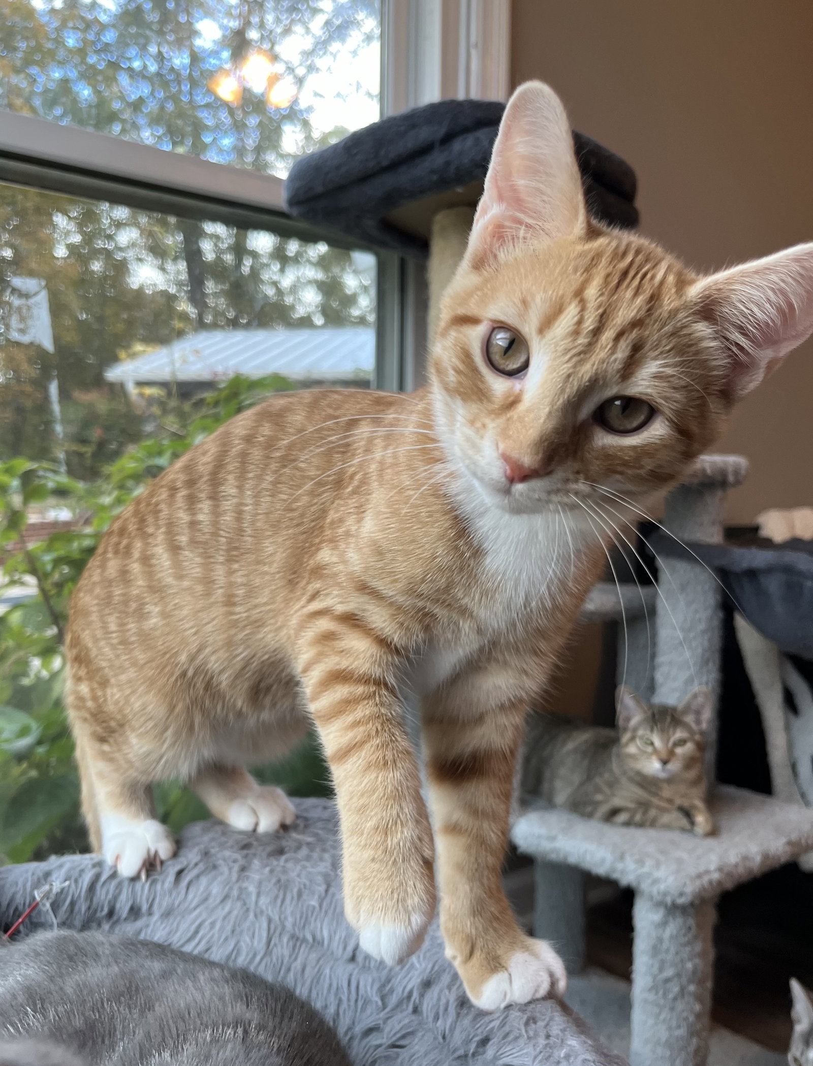 KITTEN TYSON Image