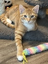KITTEN TYSON - Photo 3
