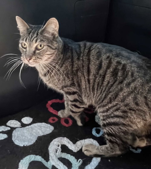 JASPER - Tabby available for adoption