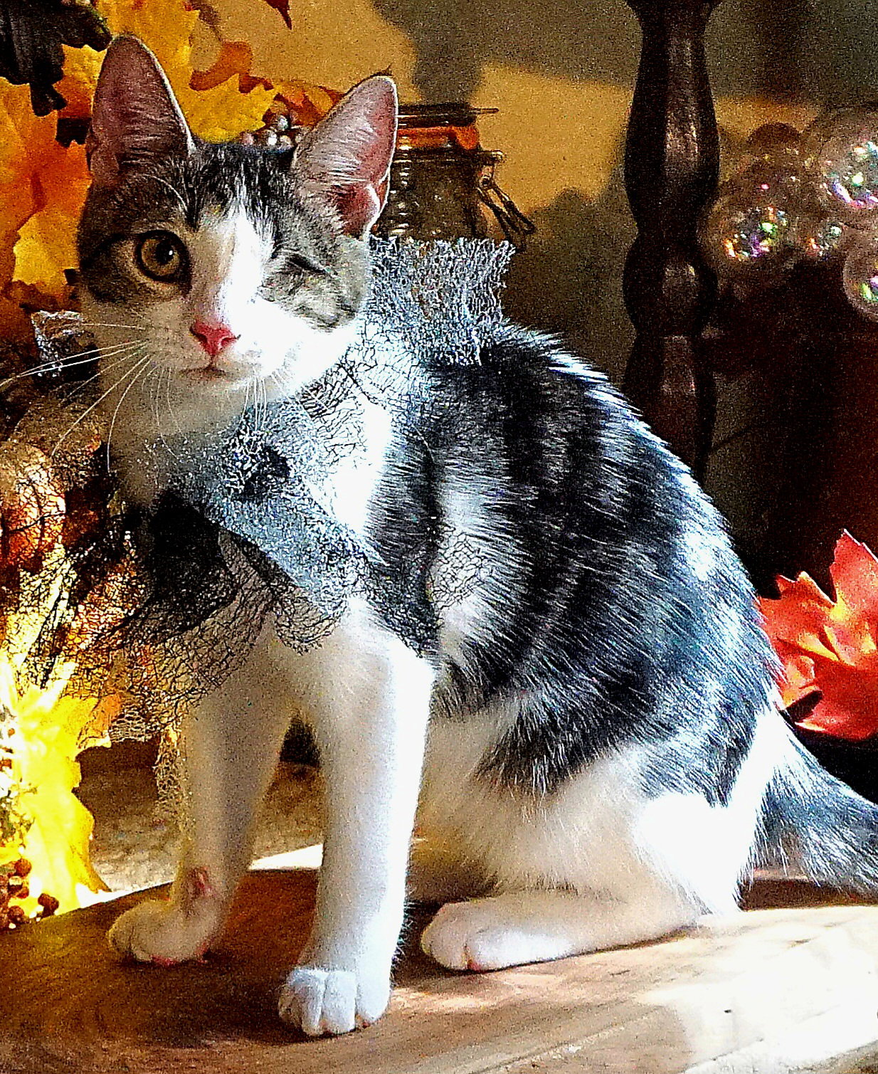 KITTEN STARLING Image