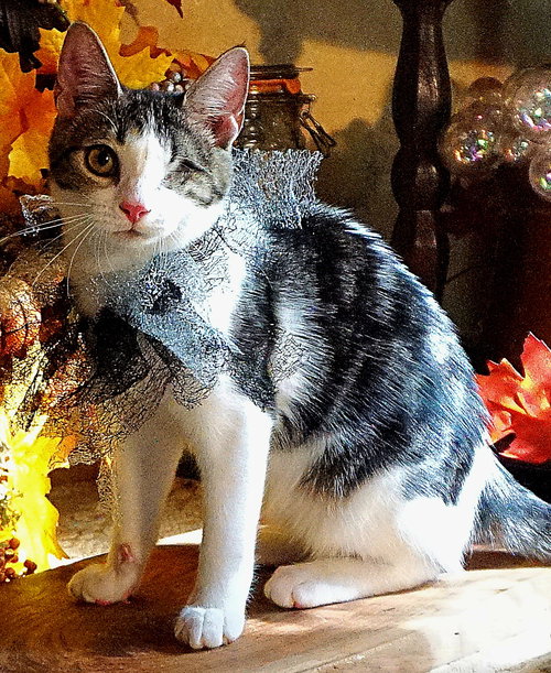 KITTEN STARLING - Tabby available for adoption