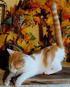 KITTEN CEDRIC - Photo 4