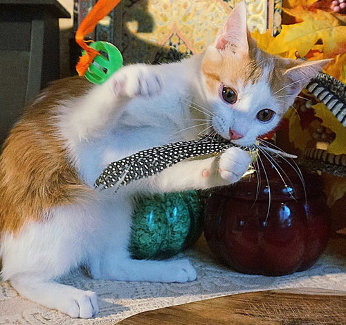 KITTEN CLARENCE - Domestic Short Hair available for adoption