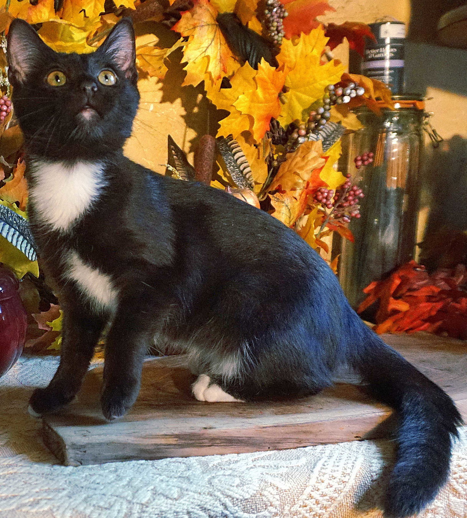 KITTEN TWINKLE TOES Image