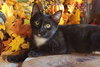KITTEN TWINKLE TOES - Photo 2