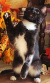 KITTEN TWINKLE TOES - Photo 3