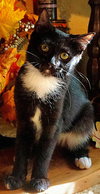 KITTEN TWINKLE TOES - Photo 4