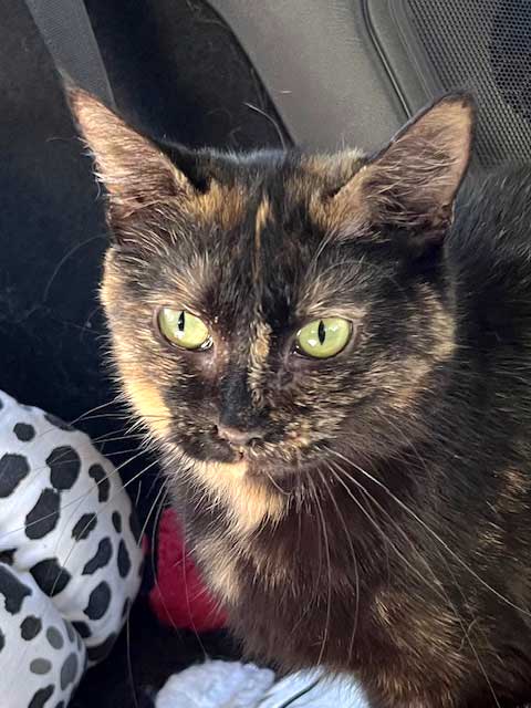 MAGNIFICENT MAMA MAY - Tortoiseshell available for adoption