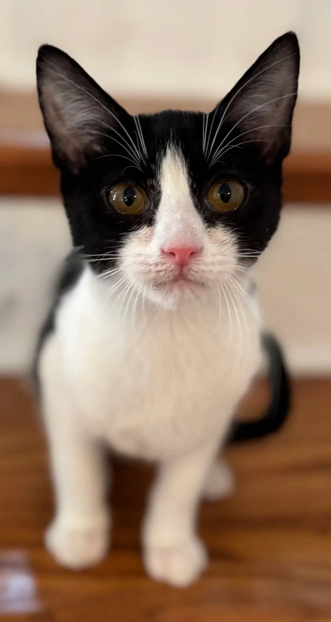Kitten Clara Bow - Domestic Short Hair