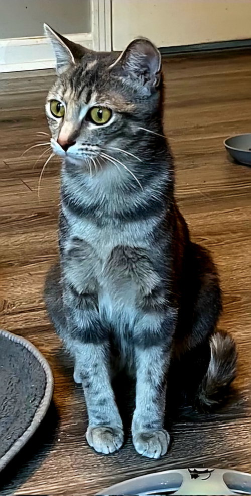 MOMMA MEREDITH GREY - Tabby available for adoption