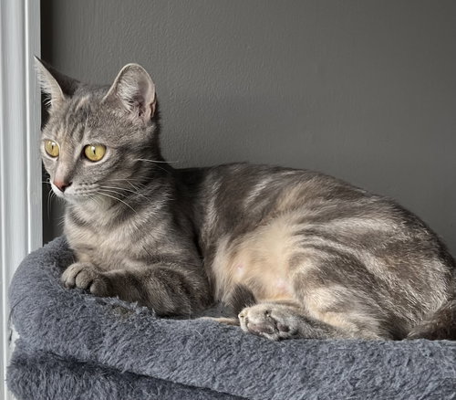 MOMMA MEREDITH GREY - Tabby available for adoption
