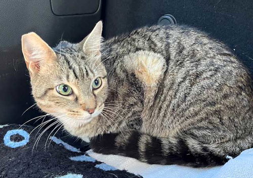 MAVERICK - Tabby available for adoption