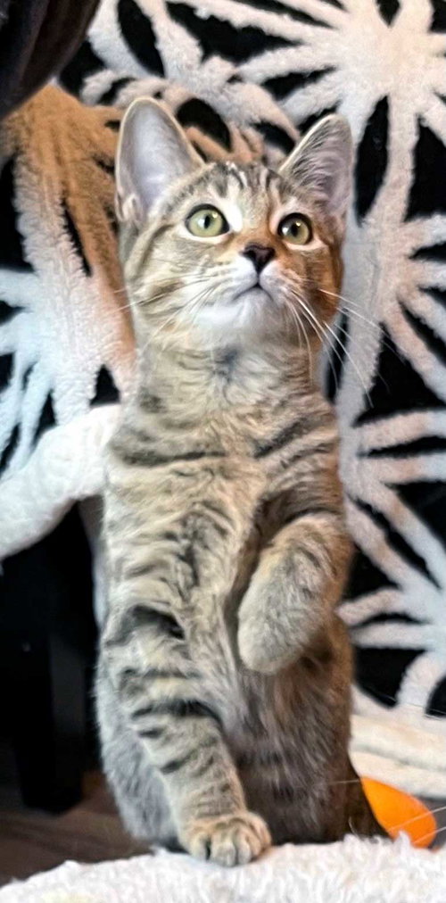 KITTEN JADE - Tabby available for adoption