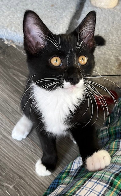 picture of the cat needing adoption
