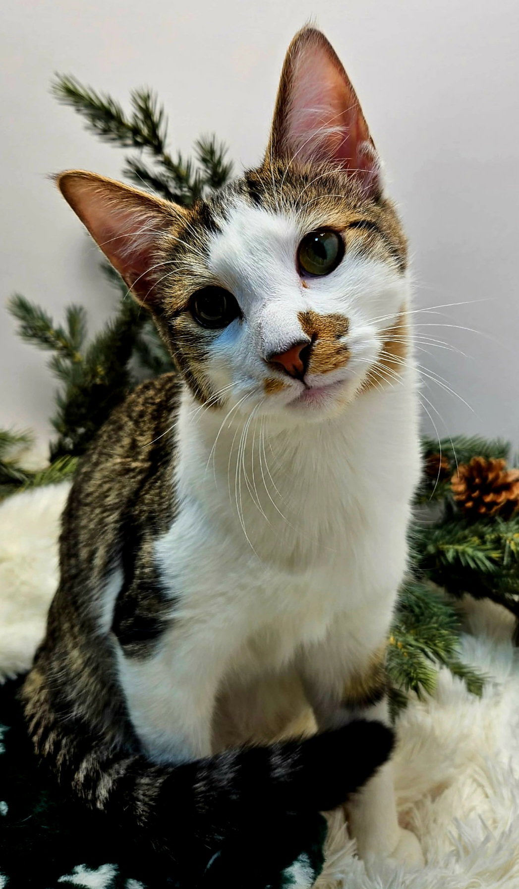 KITTEN HAYSMITH Image