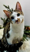KITTEN HAYSMITH - Photo 1