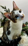 KITTEN HAYSMITH - Photo 3