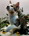 KITTEN HAYSMITH - Photo 4