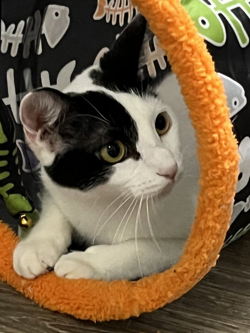 MAMA GABBY - Domestic Short Hair available for adoption