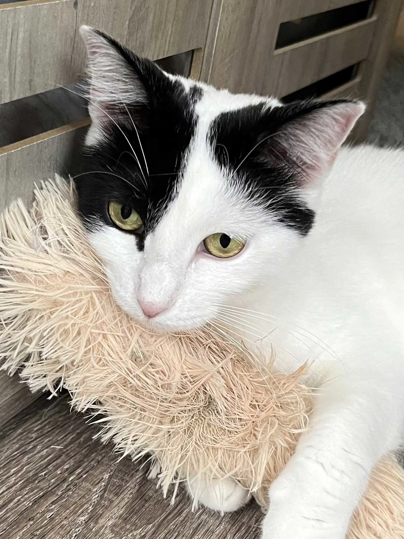 Mama Gabby - Domestic Short Hair