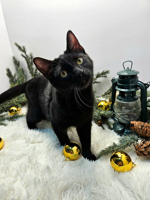 picture of the cat needing adoption