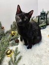 KITTEN SILAS - Photo 2